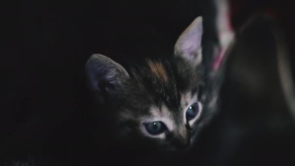 Портрет Маленького Кошеняти Чорному Тлі — стокове відео