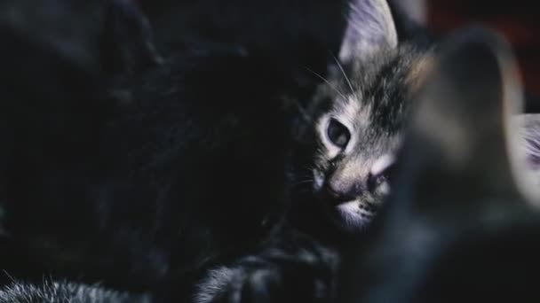 Portrait Little Kitten Black Background — Stockvideo