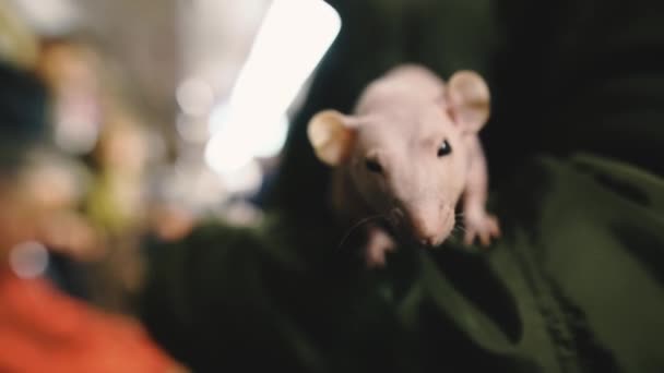 Łysy Szczur Łysy Szczur Siedzi Kobiecej Dłoni — Wideo stockowe
