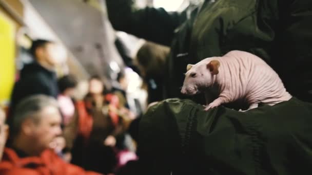 Kale Rat Een Kale Rat Zit Een Vrouwenhand — Stockvideo