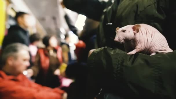 Glatzkopf Eine Kahle Ratte Sitzt Auf Einer Frauenhand — Stockvideo