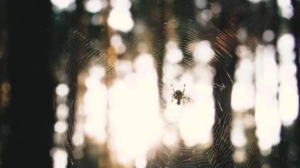 Web Netz Mit Einer Spinne Gegenlicht — Stockvideo