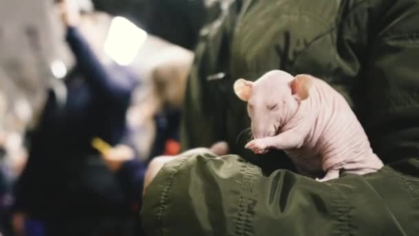 Kopasz Patkány Egy Kopasz Patkány Egy Női Kézen — Stock videók