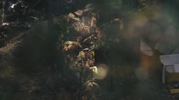 在森林中央丢弃的垃圾 — 图库视频影像