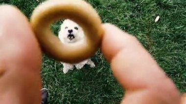 Köpek cins kaniş. Bir kaniş iki ayak üstünde durur ve yemek ister..