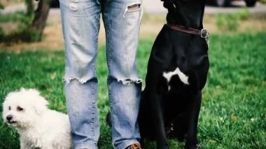 Köpekler Kaniş ve Çubuk Corso üretir. Köpekler sahiplerinin yanında durur..