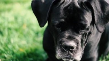 Cane Corso Dog Stock Videos Royalty Free Cane Corso Dog
