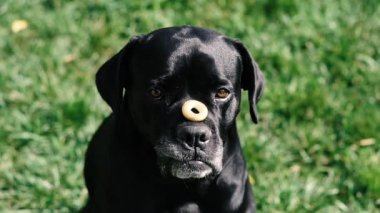 Köpekler Cane Corso yetiştirir. Köpek bir simit fırlattı ve ağzını yakaladı..