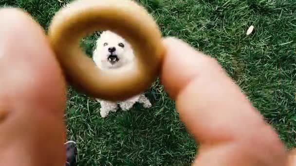 Perro Raza Caniche Caniche Para Dos Patas Pide Comida — Vídeos de Stock