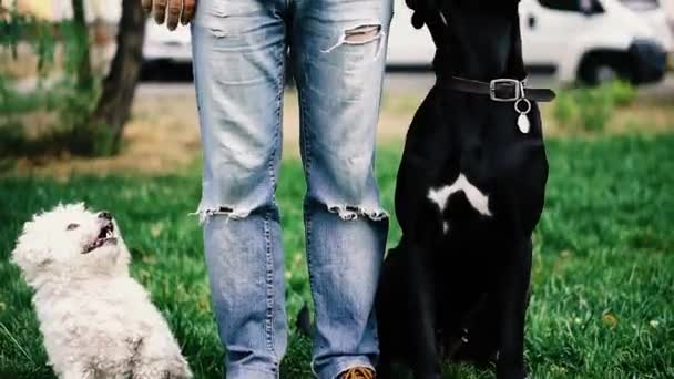 Los Perros Crían Poodle Cane Corso Perros Pie Junto Dueño — Vídeo de stock