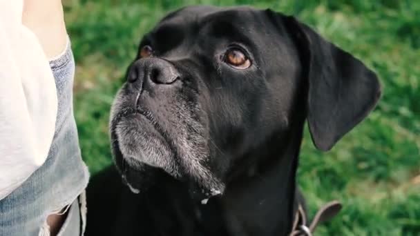 Собаки Разводят Кейн Корсо Портрет Собаки Cane Corso — стоковое видео