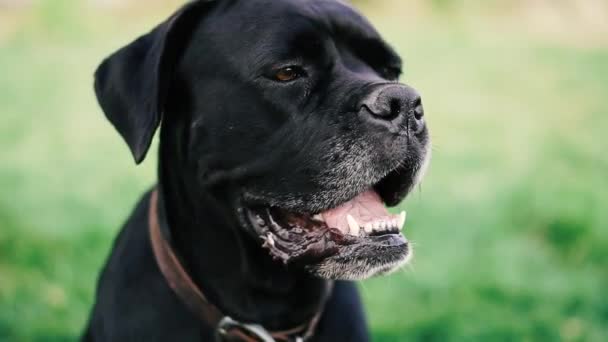 Hundar Föder Upp Cane Corso Porträtt Hund Cane Corso — Stockvideo