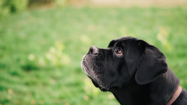 Hunde Züchten Rohrkorso Porträt Eines Hundekorsos — Stockvideo