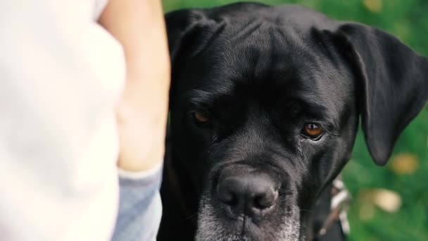 Hundar Föder Upp Cane Corso Porträtt Hund Cane Corso — Stockvideo