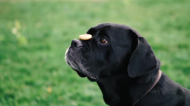狗繁殖肯恩 狗的肖像肯恩 — 图库视频影像