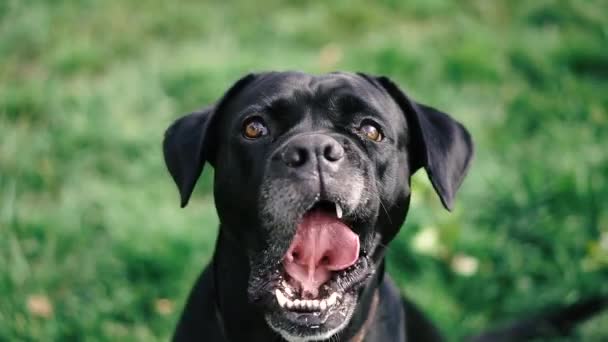 Hundar Föder Upp Cane Corso Porträtt Hund Cane Corso — Stockvideo