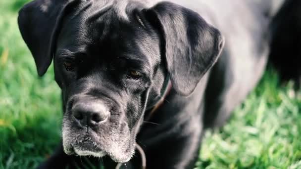 Hundar Föder Upp Cane Corso Porträtt Hund Cane Corso — Stockvideo