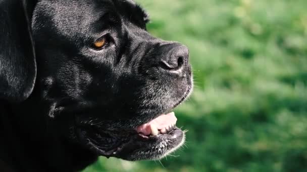 Hundar Föder Upp Cane Corso Porträtt Hund Cane Corso — Stockvideo