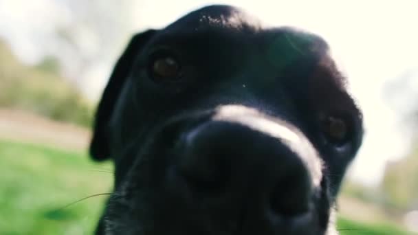 Hundar Föder Upp Cane Corso Porträtt Hund Cane Corso — Stockvideo