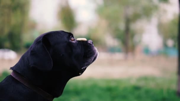 Dogs Breed Cane Corso Dog Throws Bagel Catches His Mouth — 图库视频影像