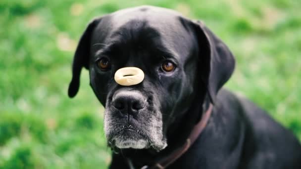 Les chiens élèvent Cane Corso. Le chien lance un bagel et attrape sa bouche .