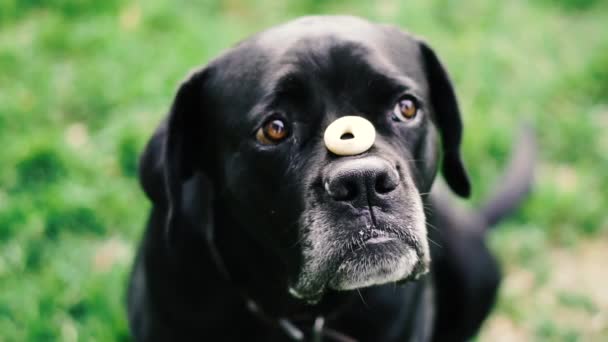 Dogs Breed Cane Corso Dog Throws Bagel Catches His Mouth — 图库视频影像