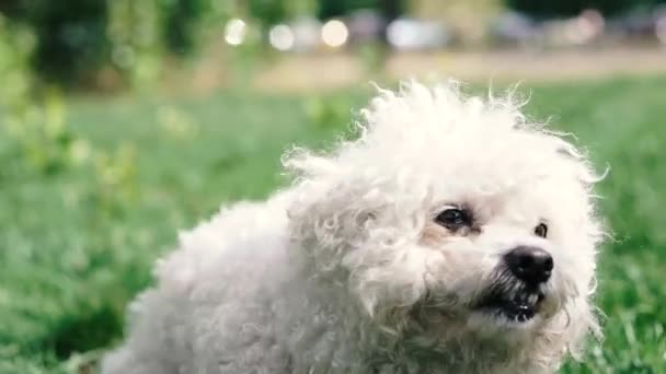 Блохи Собаке Собака Царапает Волосы — стоковое видео