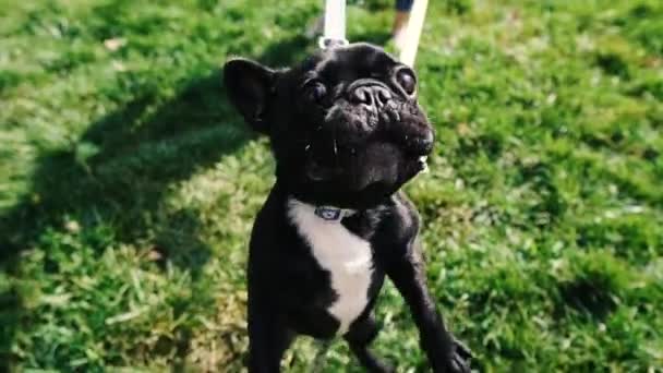 Bulldog Francês Raça Cão Bulldog Francês Está Jogando Ativamente — Vídeo de Stock