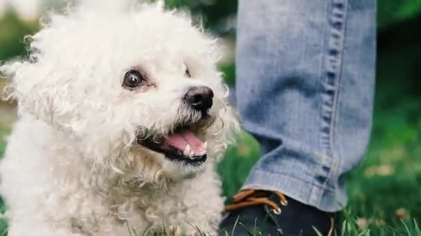 Cão Caniche Rosto Poodle Branco Que Olha Direções Diferentes — Vídeo de Stock