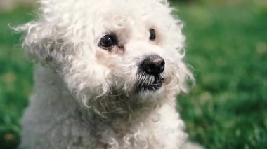Kaniş köpeği. Farklı yönlere bakan beyaz bir kanişin yüzü..