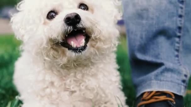 Cão Caniche Rosto Poodle Branco Que Olha Direções Diferentes — Vídeo de Stock