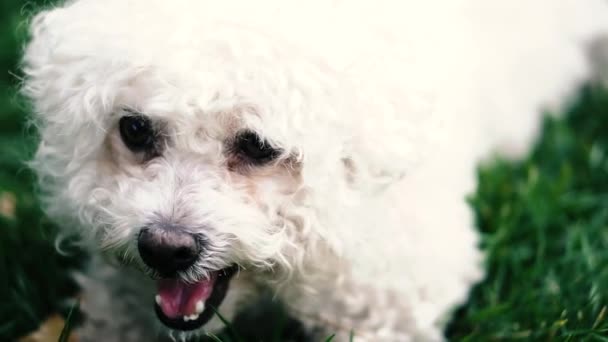 Cão Caniche Rosto Poodle Branco Que Olha Direções Diferentes — Vídeo de Stock