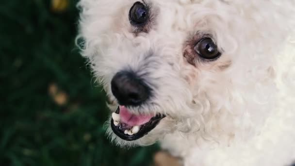 Cão Caniche Rosto Poodle Branco Que Olha Direções Diferentes — Vídeo de Stock