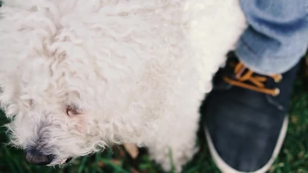 Cão Caniche Rosto Poodle Branco Que Olha Direções Diferentes — Vídeo de Stock