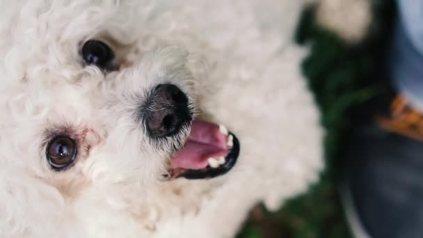 Pudelhund Ansiktet Vit Pudel Som Tittar Olika Håll — Stockvideo