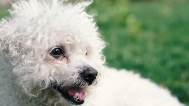 Een Poedelhond Het Gezicht Van Een Witte Poedel Die Verschillende — Stockvideo