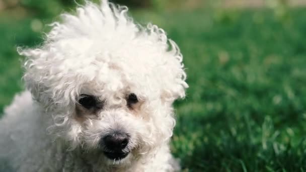 Pies Pudel Twarz Białego Pudla Który Patrzy Różnych Kierunkach — Wideo stockowe