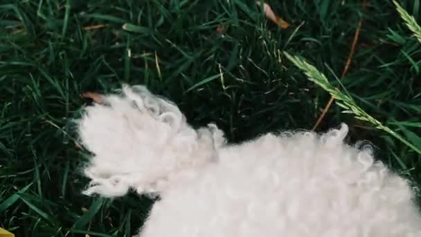 Köpek Kuyruğu Beyaz Köpek Kuyruğu Farklı Yönlere Sallanıyor — Stok video