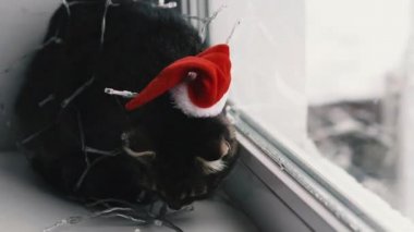 Kedi ve tatil. Çelenge sarılı kedi ve Noel Baba şapkası.