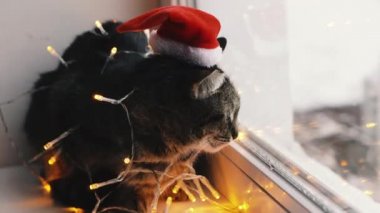 Kedi ve tatil. Çelenge sarılı kedi ve Noel Baba şapkası.