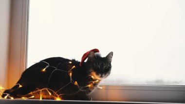 Kedi ve tatil. Çelenge sarılı kedi ve Noel Baba şapkası.