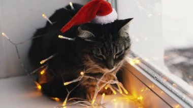 Kedi ve tatil. Çelenge sarılı kedi ve Noel Baba şapkası.