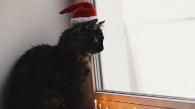 Kedi ve tatil. Çelenge sarılı kedi ve Noel Baba şapkası.
