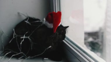 Kedi ve tatil. Çelenge sarılı kedi ve Noel Baba şapkası.