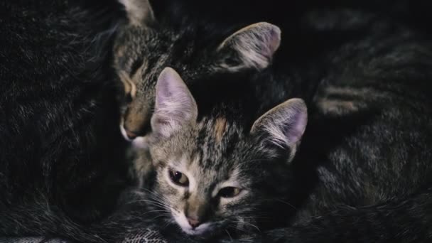 Gato Gatinho Mãe Gato Gatinho Estão Dormindo — Vídeo de Stock