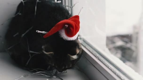 Katze Und Urlaub Katze Girlande Und Weihnachtsmannmütze Gehüllt — Stockvideo