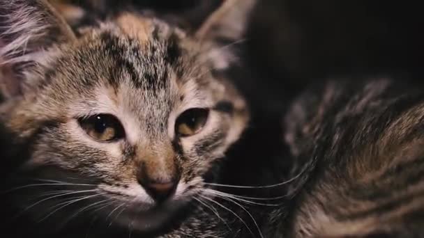 Kitten Little Kitten Falls Asleep — 비디오