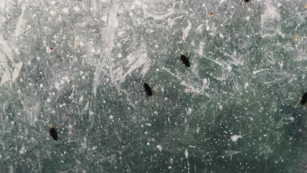 Πέτα Μύγες Σέρνονται Μέσα Από Ένα Βρώμικο Παράθυρο — Αρχείο Βίντεο