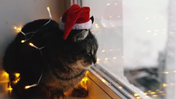 Kucing Dan Liburan Kucing Dibungkus Karangan Bunga Dan Topi Santa — Stok Video