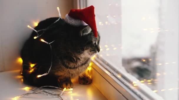 Cat Holiday Cat Wrapped Garland Hat Santa Claus — Stock Video